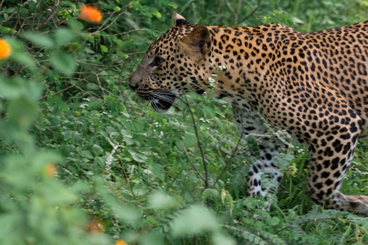 קטרגמה Funky Leopard Safari Lodge Bordering Yala National Park מראה חיצוני תמונה