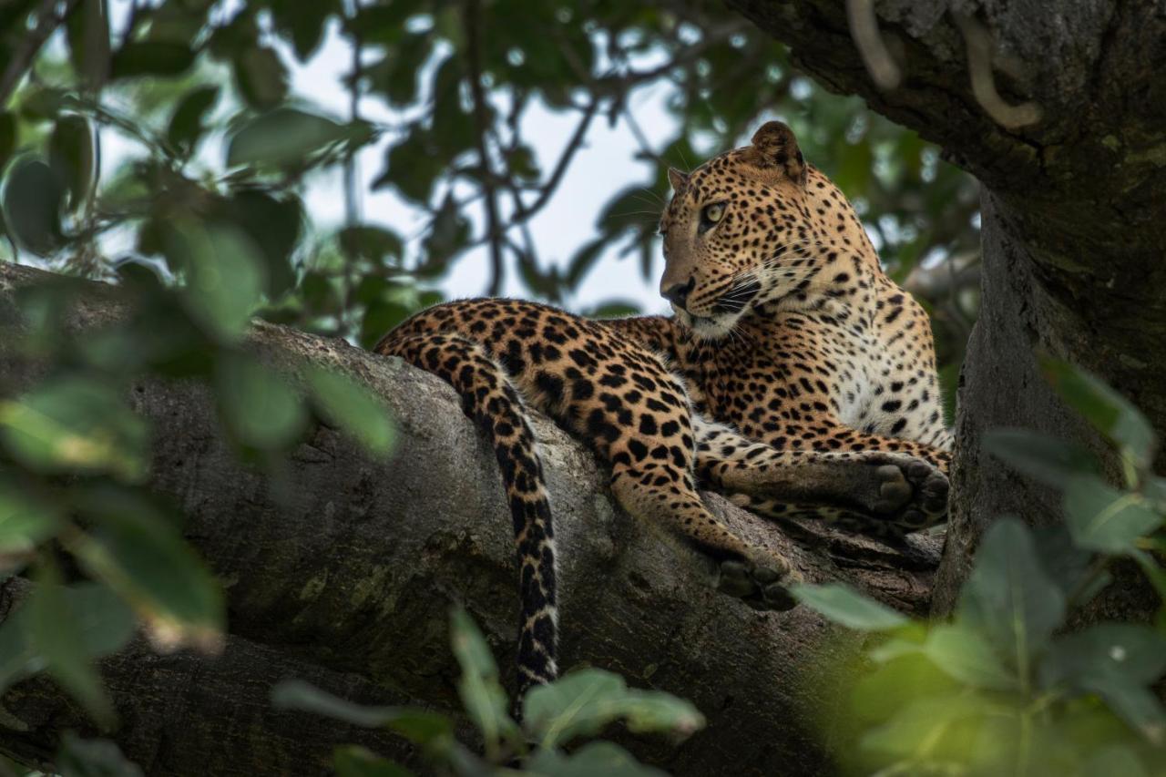 קטרגמה Funky Leopard Safari Lodge Bordering Yala National Park מראה חיצוני תמונה
