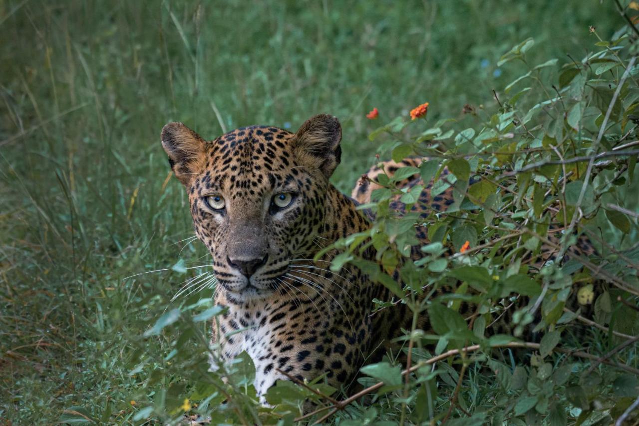 קטרגמה Funky Leopard Safari Lodge Bordering Yala National Park מראה חיצוני תמונה